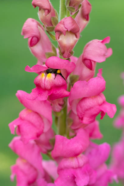 istock Bumblebee pollinating snapdragon blossoms. Bumble bee collecting pollen and nectar from snaps flowers. 2158988270