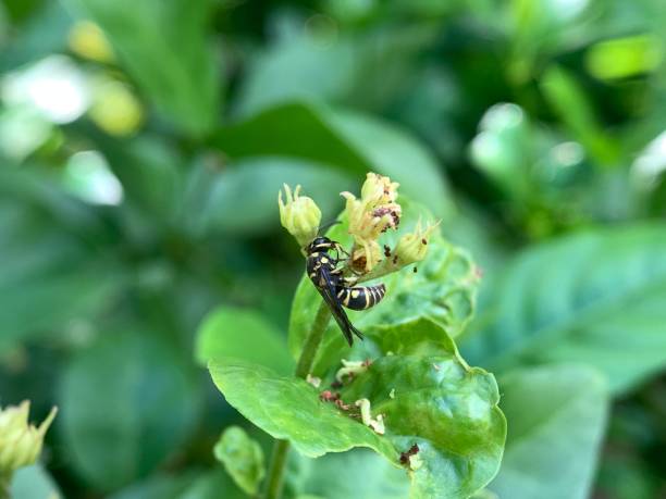istock A wasp landed on a plant with green leaves 2158988582