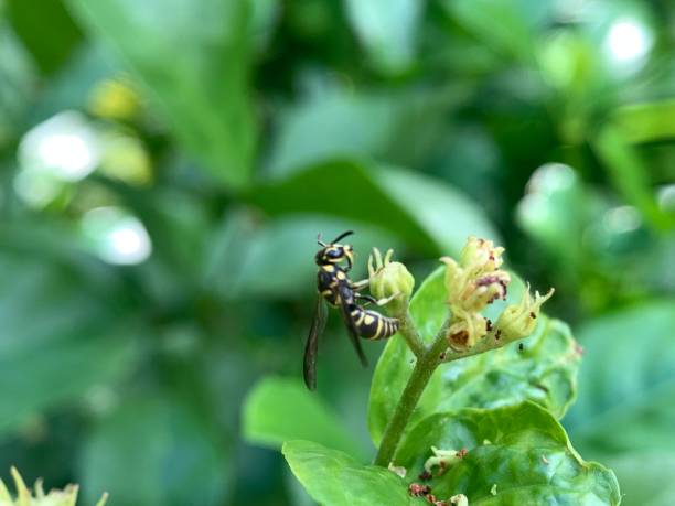 istock A wasp landed on a plant with green leaves 2158988583
