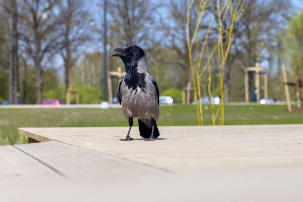 gray crow on the ground