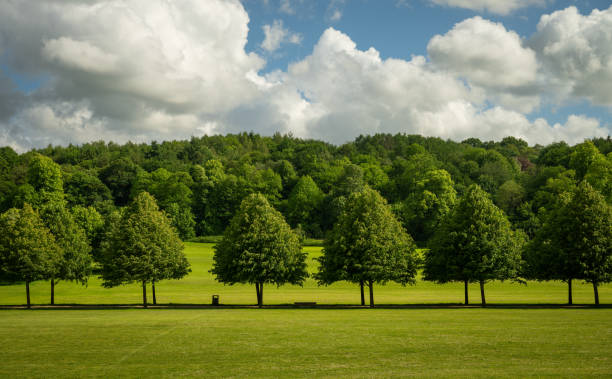 Tilia platyphyllos