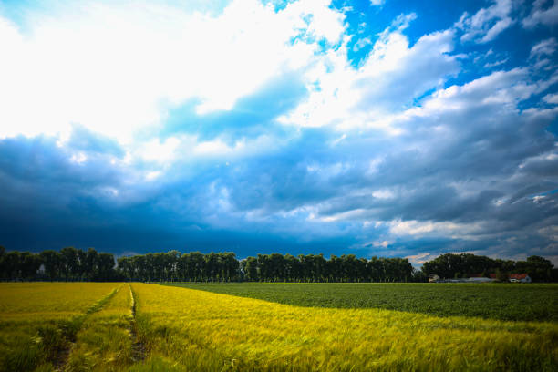 Wheat grain field in summer sunny day