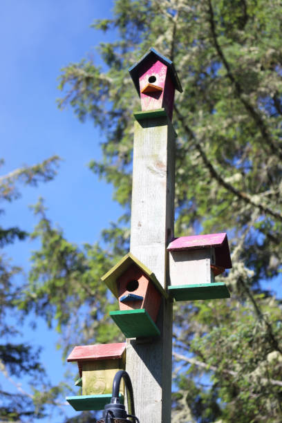 istock Colorful rustic wooden birdhouses 2158999695