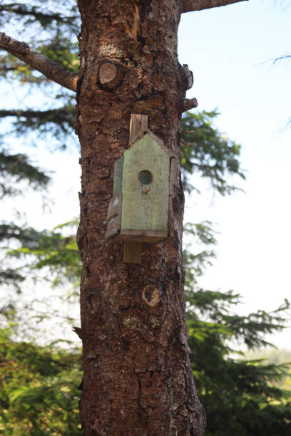 Colorful rustic wooden birdhouses in many designs and patterns hanging outdoors