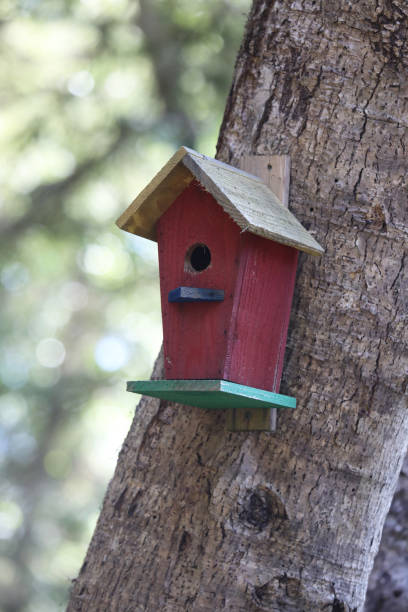 istock Colorful rustic wooden birdhouses 2158999837
