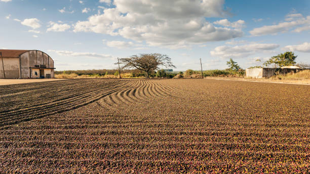 Photo of coffee beans drying over the sunlight in the floor.