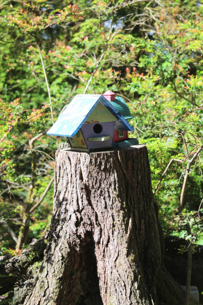 istock Colorful rustic wooden birdhouses 2159000117