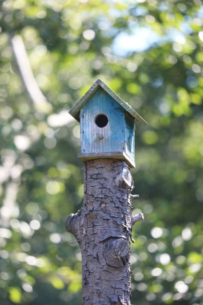 istock Colorful rustic wooden birdhouses 2159000751