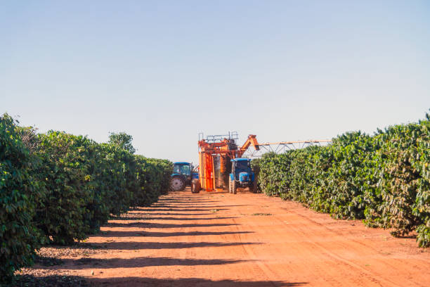 Photo of a coffee harvester working in coffee plantation