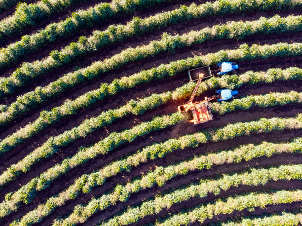 istock Aerial view of coffee plantation. 2159000815