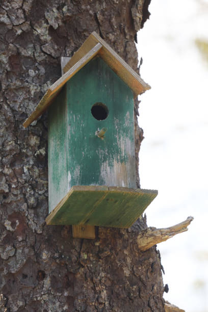 istock Colorful rustic wooden birdhouses 2159001251