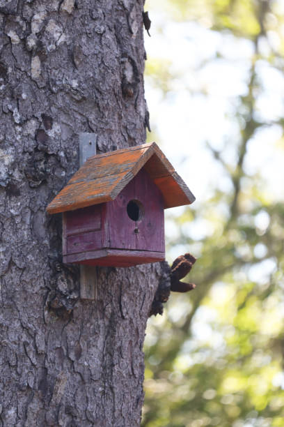 istock Colorful rustic wooden birdhouses 2159002040