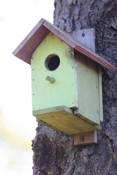 istock Colorful rustic wooden birdhouses 2159002044