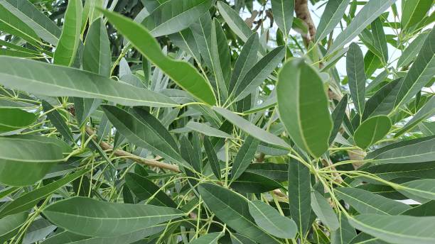 istock Beautiful Tabebuia caraiba (Tabebuia aurea, Caribbean trumpet, silver trumpet tree, tree of gold) with a natural background 2159003504