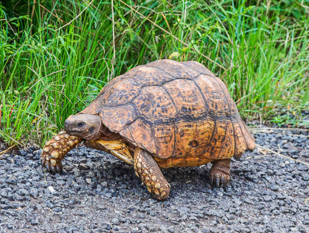 istock Nairobi National Park 2159003871