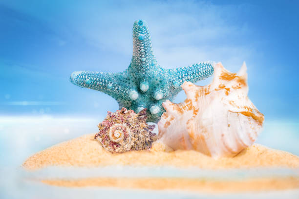 Summer Vacation Concept. Shells, Starfish on Clean Sand