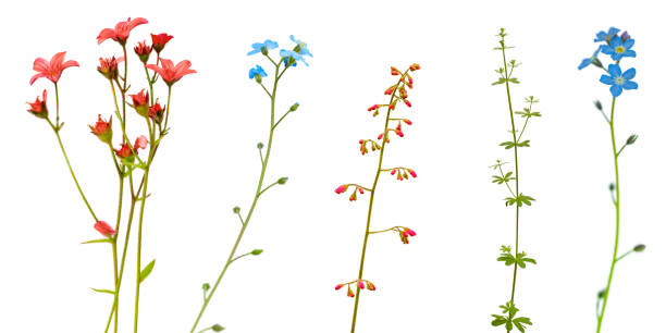 istock Wildflowers Isolated on White Background with Clipping Path 2159006679