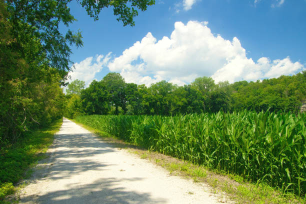 Sunny Summer landscape view of the Katy Trail, passing between a forest and field of tall, green corn beneath a blue sky and white cloud, near Boonville, Missouri.