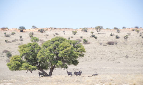 Kalahari gemsbok standing in shade of tree