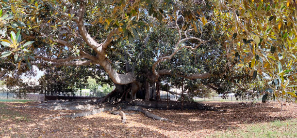 istock Magnolia Tree Large Old  Balboa Park San Diego 2159009100