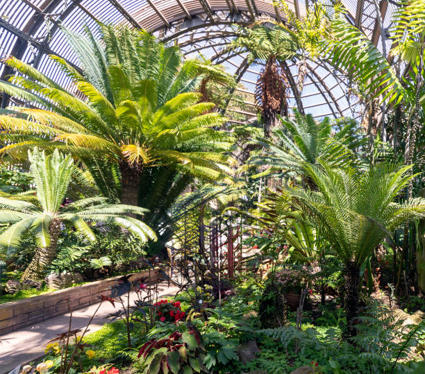istock Arboretum Ferns Wooden Structure 2159009108