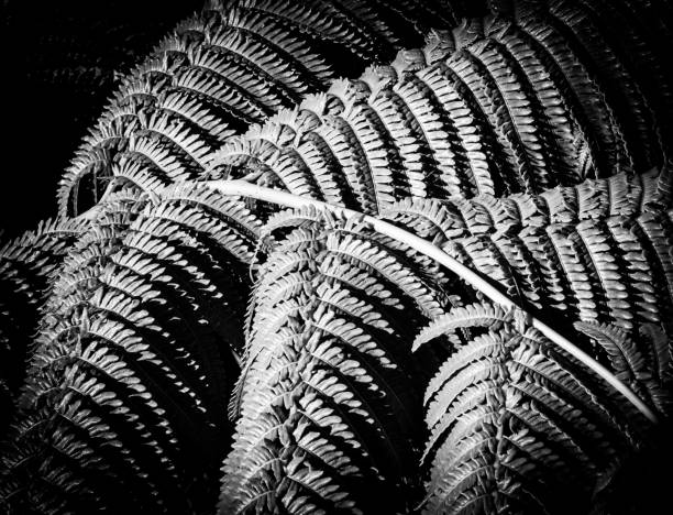 Black and White photo of Hawaiian Tree Fern