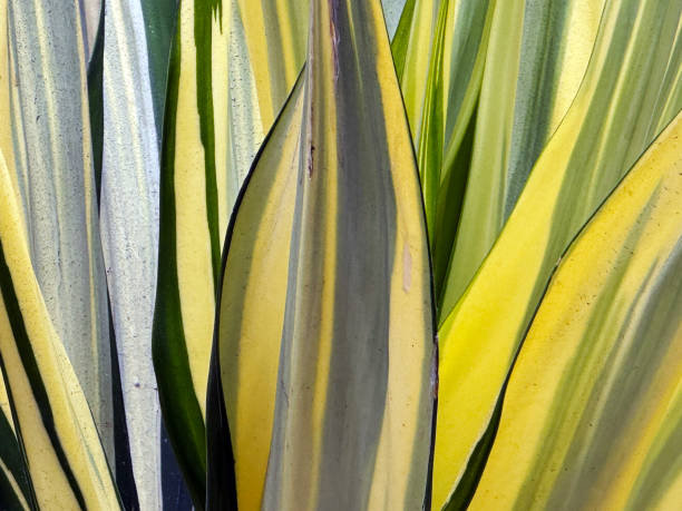 istock Yellow Green Agave Carlsbad California 2159009244