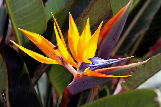 istock Flower Bird of Paradise 2159009284