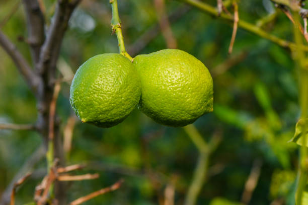 green lemons on tree in garden 1