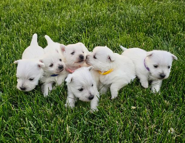 istock West Highland white terrier puppies 2159009653