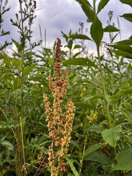 Curly Dock in meadow. Rumex crispus