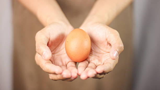 istock A hand hold an egg on a grey background. egg placed in the palm of the hand. 2159011846