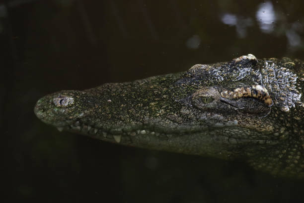 istock Close up salt crocodile is show head in river 2159011991