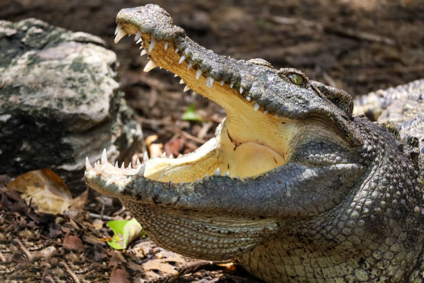 istock Close up crocodile is action show head in garden 2159012007