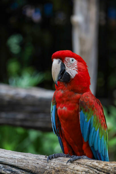 istock Close up head the red macaw parrot bird in garden 2159012101