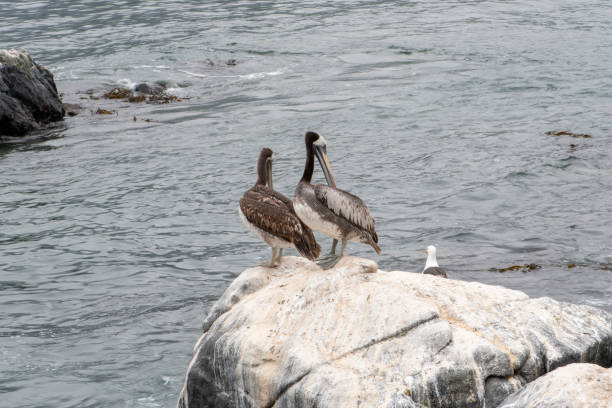 pelicans on a rock in the Chilean sea