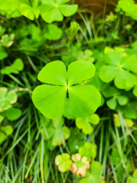 istock four-leaf clover in a garden in Rio de Janeiro. 2159013586