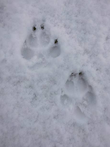 istock Paw prints in the snow 2159015748