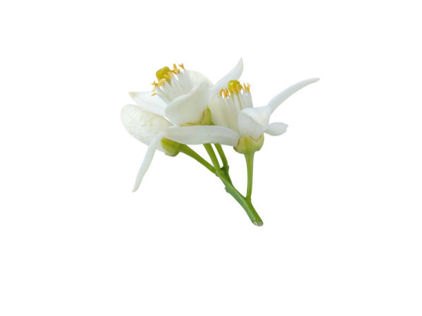 istock Neroli blossom bunch isolated on white 2159015917