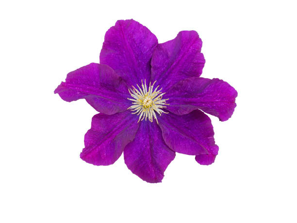 istock Purple clematis flower flatlay isolated on white 2159015967