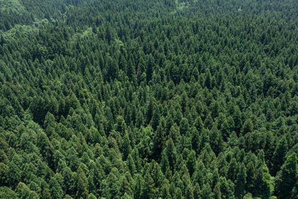 istock Drone photography: The surface of the mountain covered in deep greenery 2159016190
