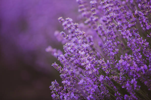 istock Flowers in the lavender fields in the Provence mountains 2159017562