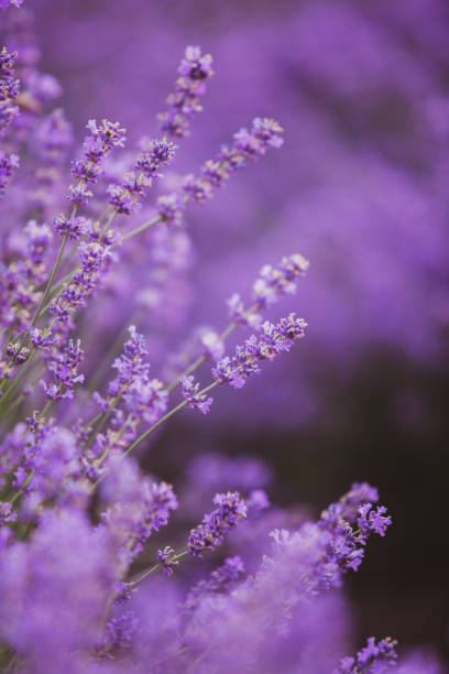 istock Flowers in the lavender fields in the Provence mountains 2159017577