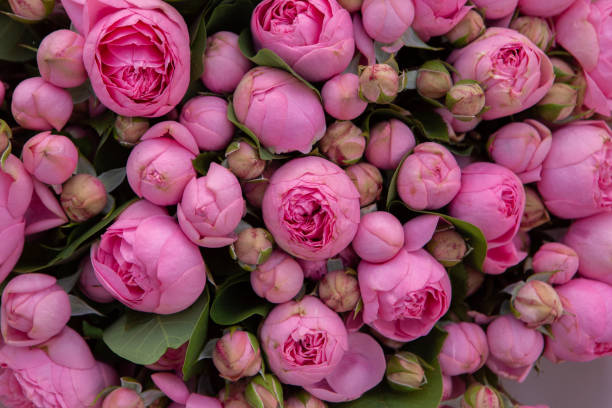 istock Pink roses in a bridal bouquet. 2159018238