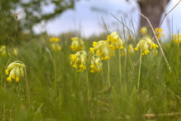 Cowslip (Primula veris) spring flowers