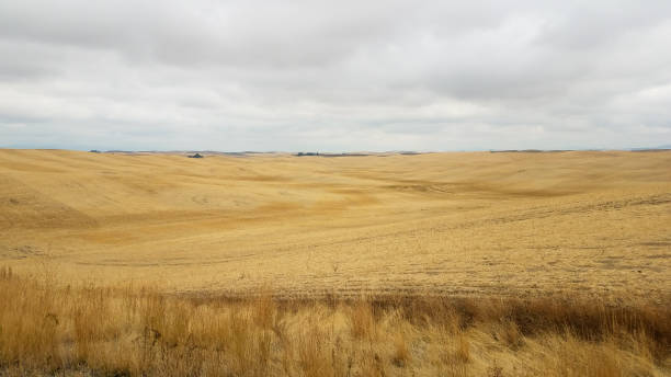 istock Rolling fields of wheat in autumn in Idaho 2159020800