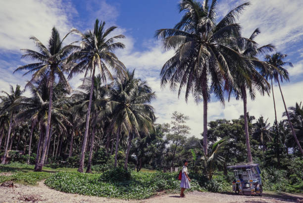 Coconut palm trees at sunset near the village on Ko Samui