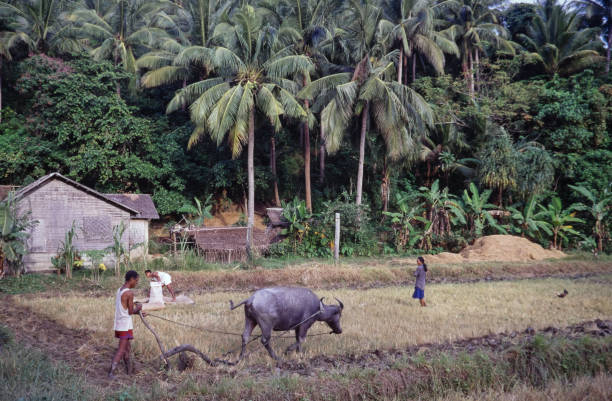 Romblon, Philippines - June 12, 2024: Farmers working with a buffalo in a plantation on Tablas Island