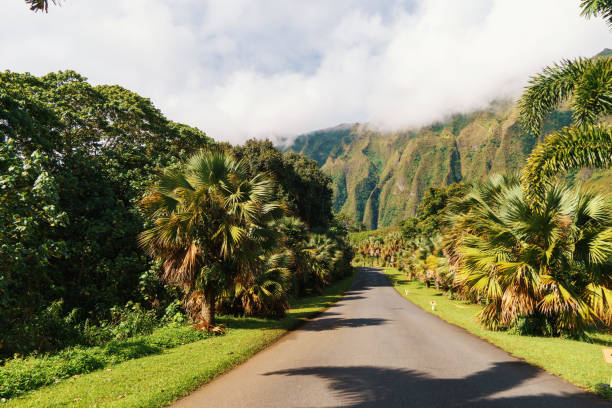 istock A road lined with palm trees and mountains in the distance, under a cloudy sky 2159022081