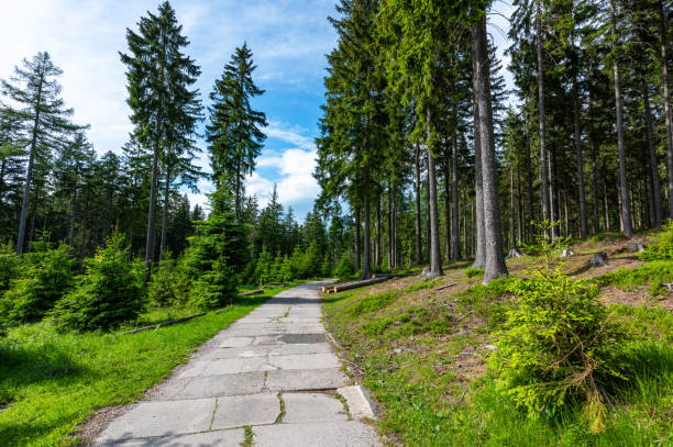 Forest in the Krkonose nature park (national park of Krnap, Czech Republic). Fresh forest with tourist path.